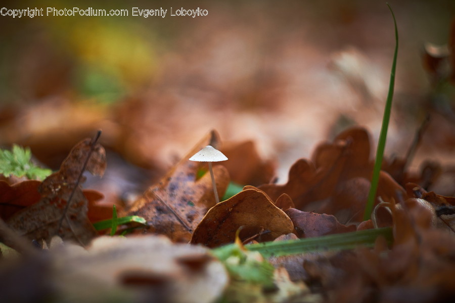 Plant, Agaric, Fungus, Mushroom, Amanita