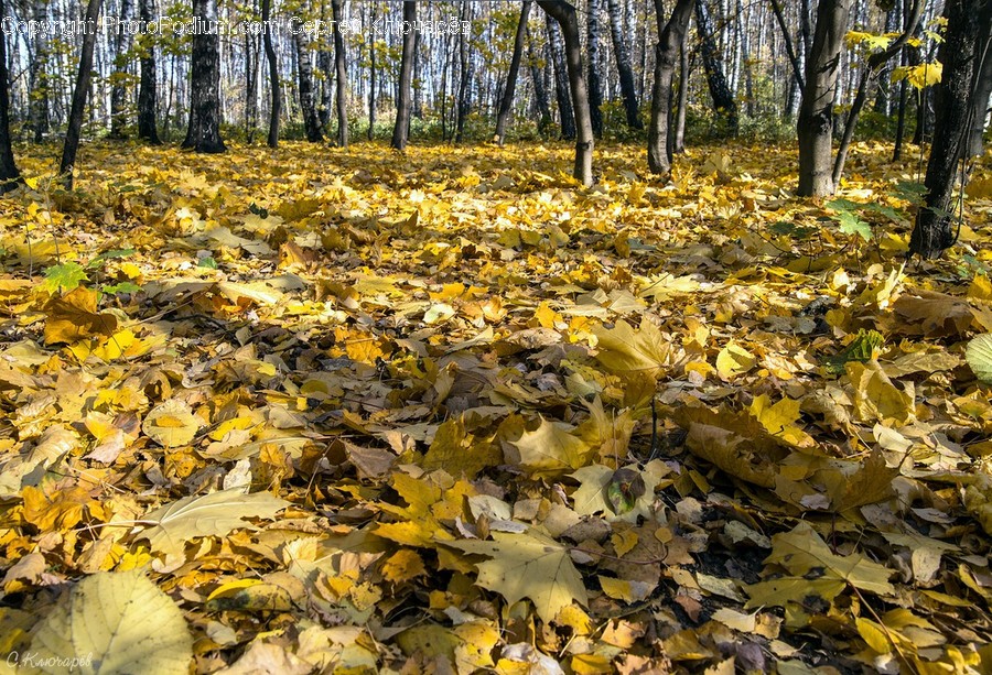 Plant, Leaf, Ground, Tree, Tree Trunk