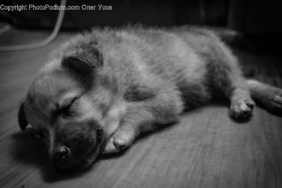 Pet, Animal, Mammal, Canine, Dog