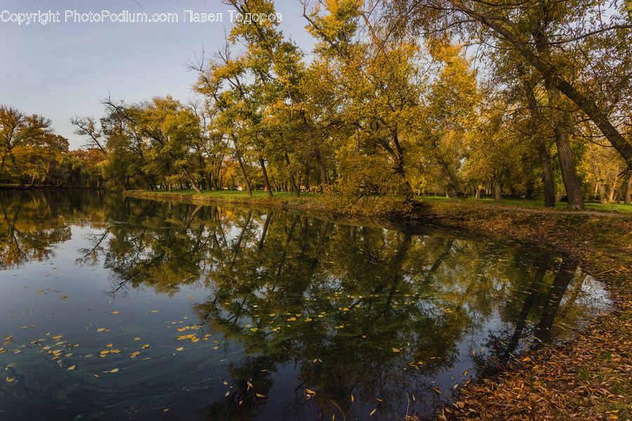 Water, Nature, Land, Outdoors, Tree