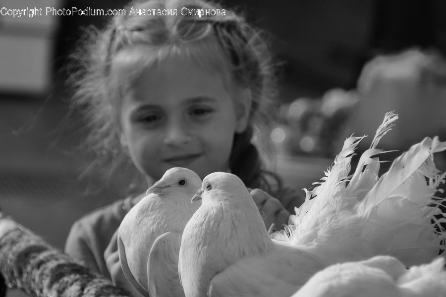 Animal, Bird, Person, Human, Pigeon