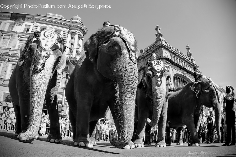 Elephant, Mammal, Wildlife, Animal, Person