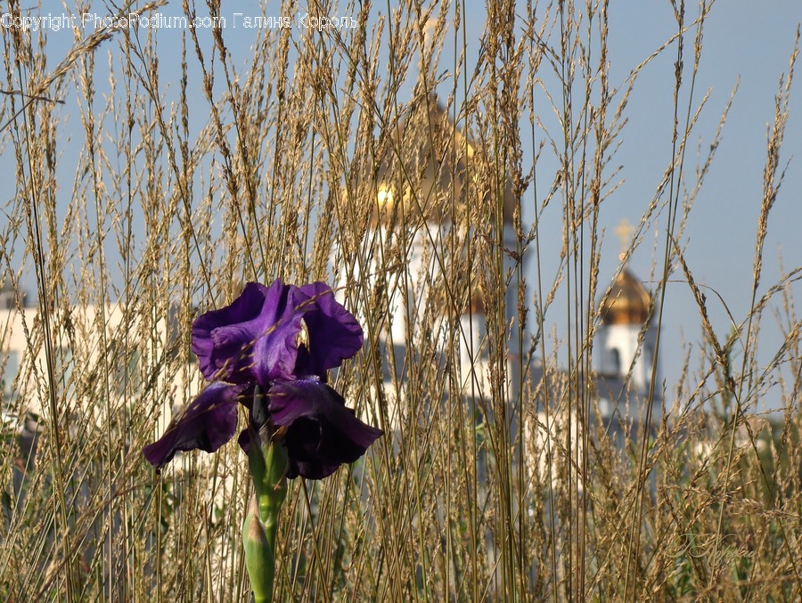 Plant, Grass, Bird, Animal, Iris