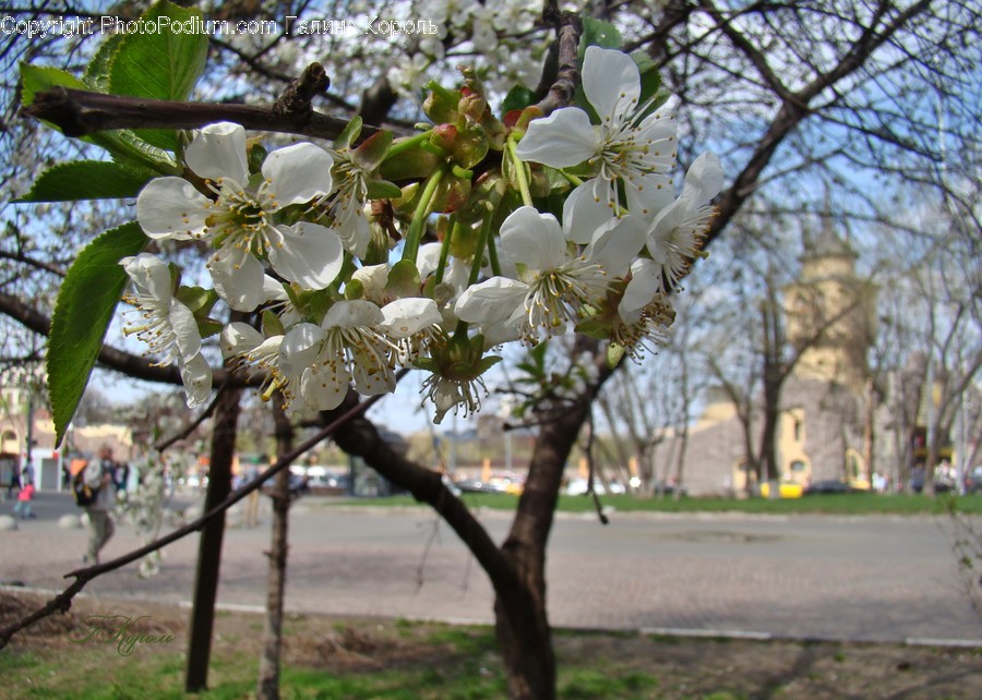 Plant, Human, Person, Flower, Cherry Blossom