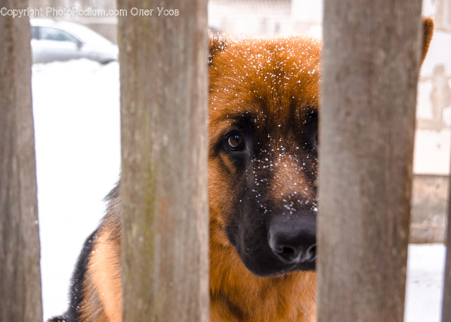 Pet, Canine, Animal, Dog, Mammal