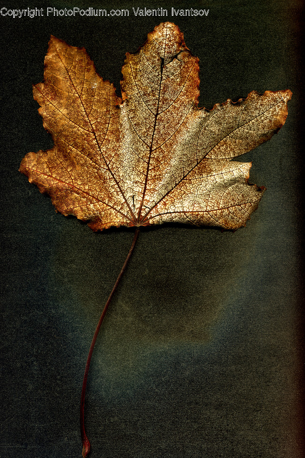 Leaf, Plant, Tree, Maple, Maple Leaf