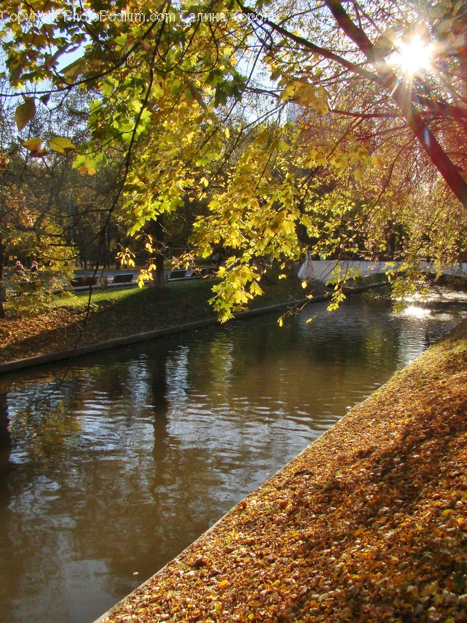 Tree, Plant, Tree Trunk, Water, Outdoors