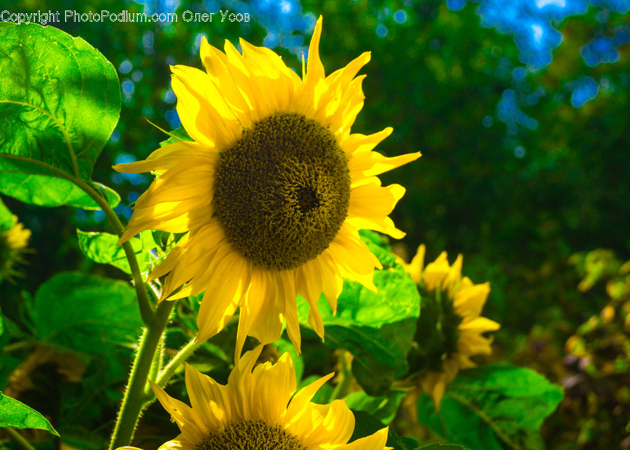 Plant, Flower, Blossom, Sunflower
