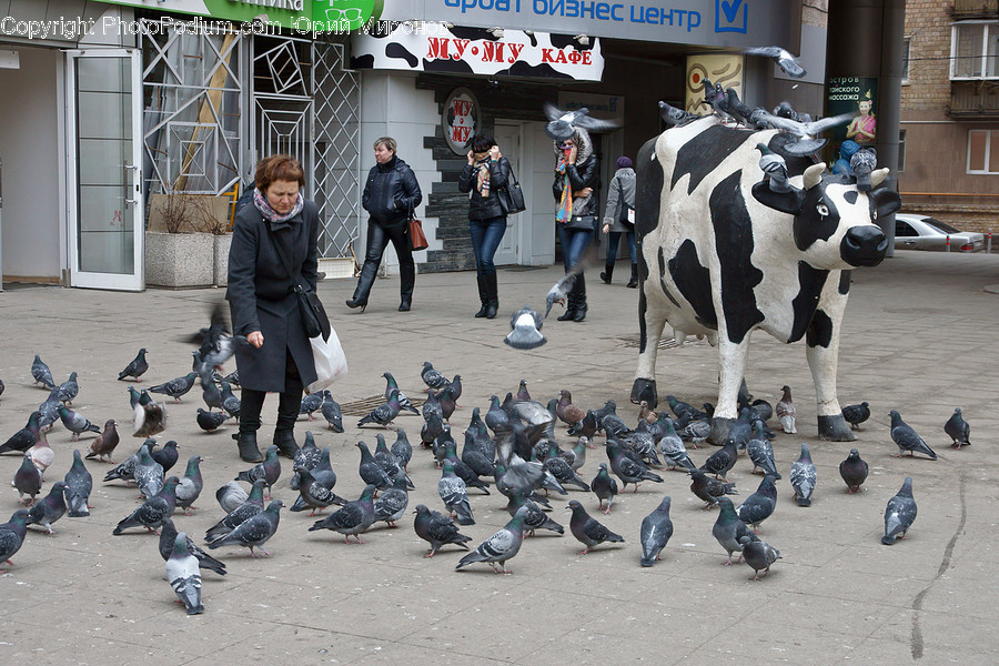 Mammal, Cattle, Cow, Animal, Person