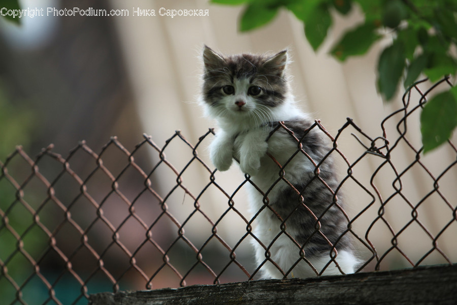 Cat, Animal, Mammal, Pet, Kitten