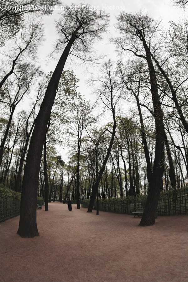 Plant, Tree, Tree Trunk, Vegetation, Outdoors
