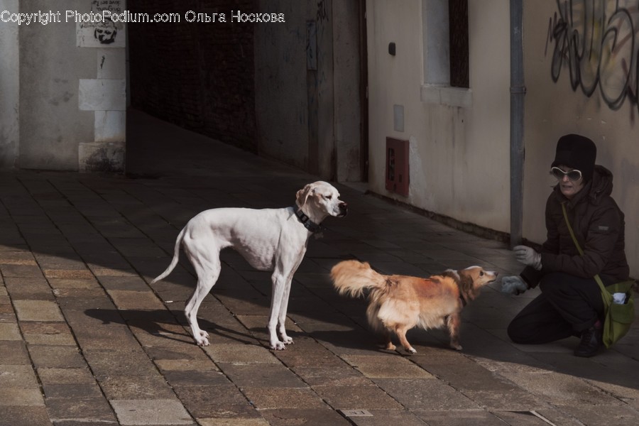 Mammal, Pet, Canine, Dog, Animal