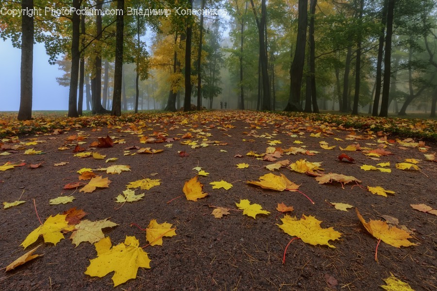 Leaf, Plant, Tree, Rug, Maple