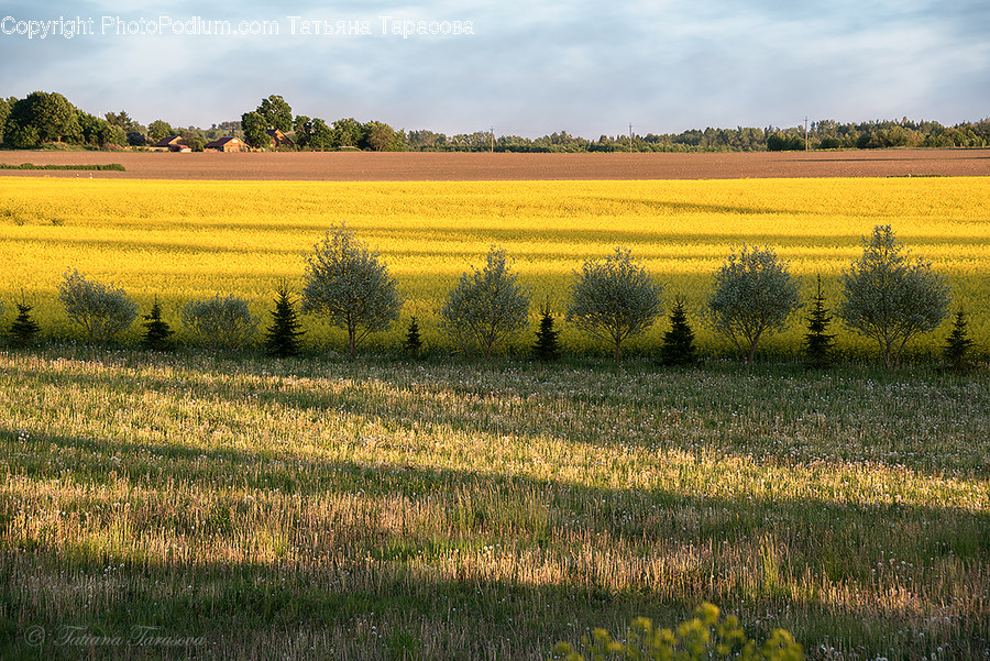 Field, Grassland, Outdoors, Nature, Countryside
