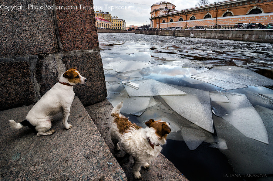 Dog, Animal, Canine, Pet, Mammal