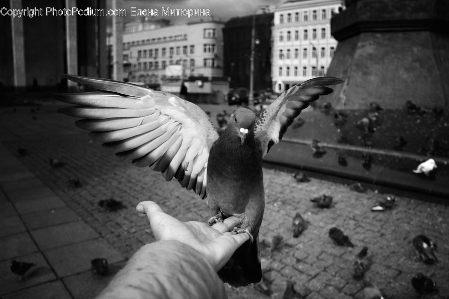 Animal, Bird, Person, Human, Pigeon