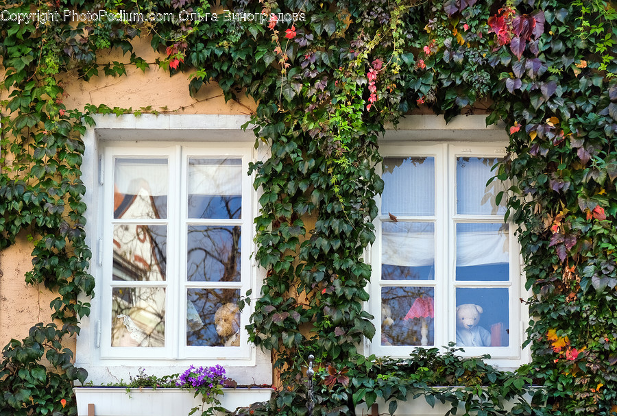 Plant, Human, Person, Ivy, Brick
