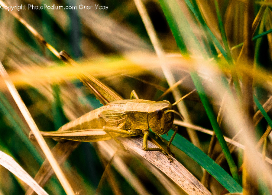 Cricket Insect, Invertebrate, Animal, Insect, Honey Bee