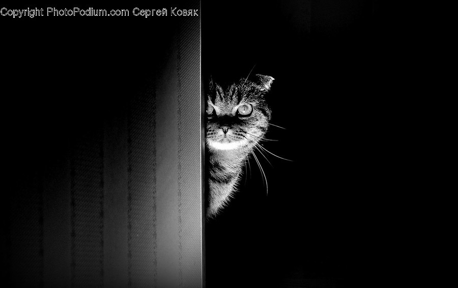 Cat, Animal, Mammal, Pet, Manx