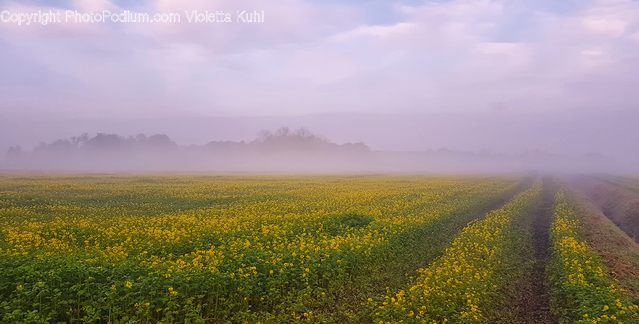 Outdoors, Grassland, Field, Nature, Countryside