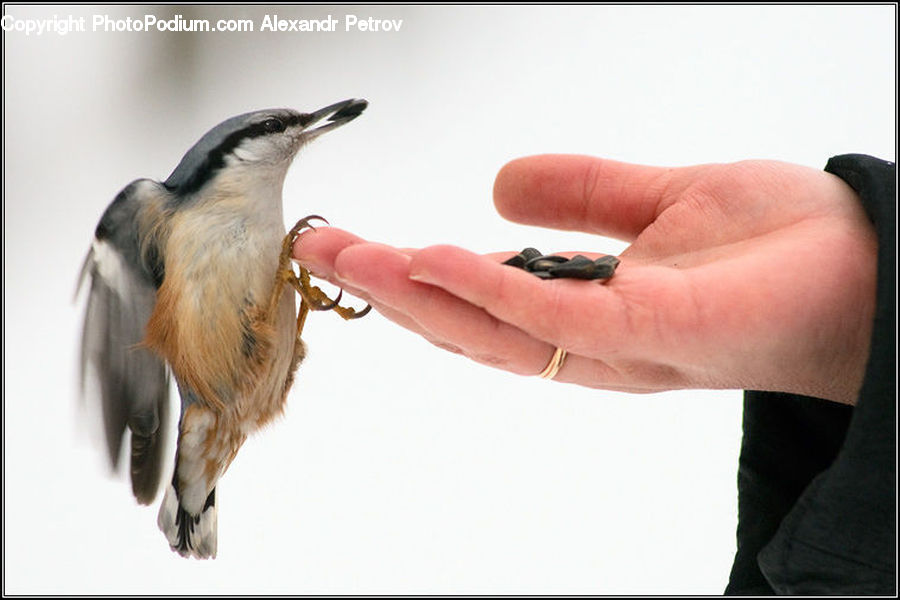 Jewelry, Ring, Bird, Blue Jay, Bluebird, Jay, Finger