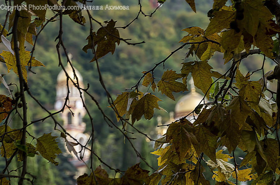 Leaf, Plant, Tree, Veins, Maple