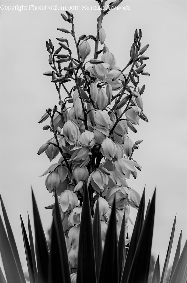 Plant, Flower, Blossom, Aloe, Leaf