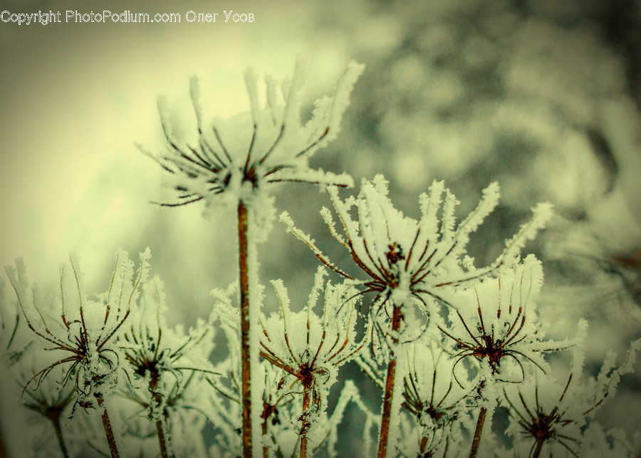 Nature, Outdoors, Ice, Plant, Snow