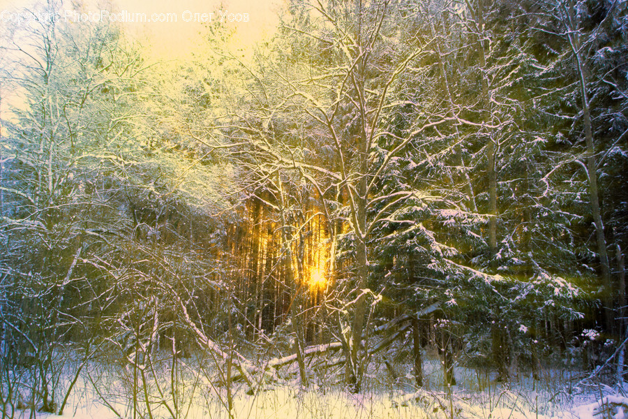 Nature, Tree, Plant, Outdoors, Ice