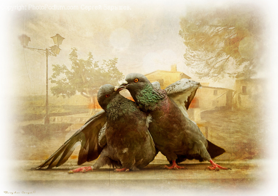 Animal, Bird, Dove, Pigeon, Painting