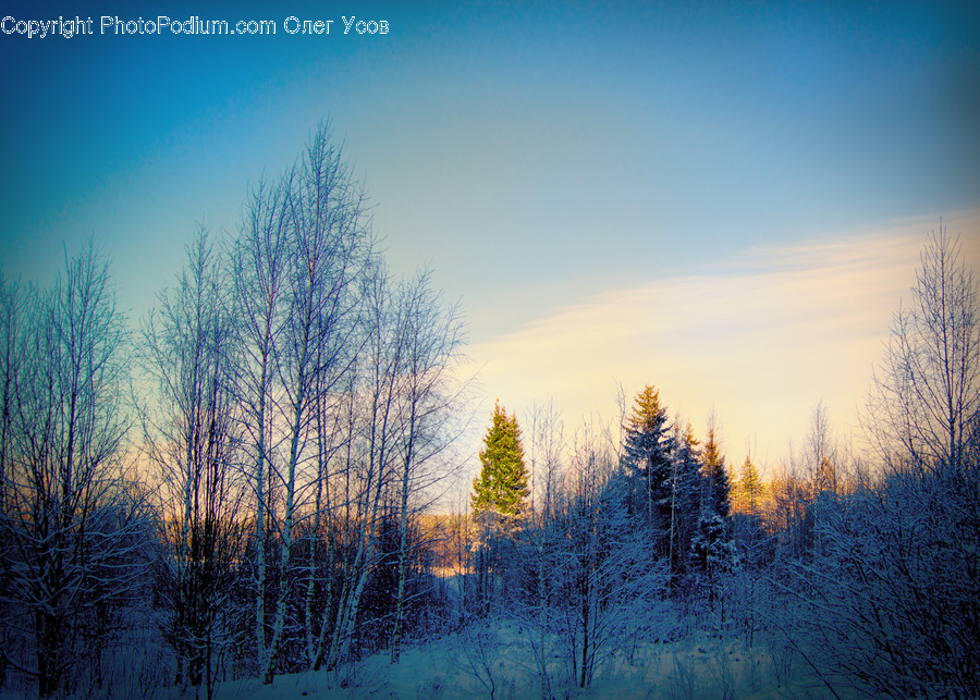 Tree, Plant, Abies, Fir, Nature