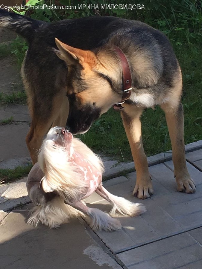 Canine, Pet, German Shepherd, Dog, Animal