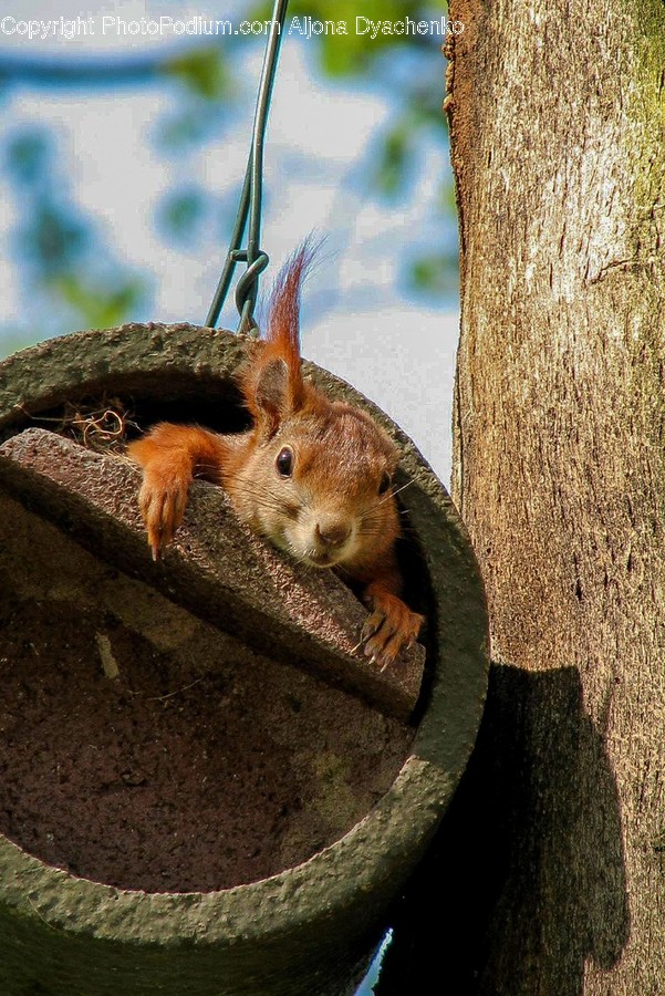Rodent, Mammal, Animal, Squirrel, Rat