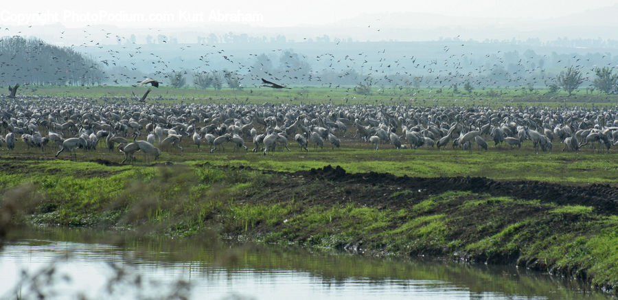 Bird, Crane Bird, Heron, Landscape, Nature, Scenery