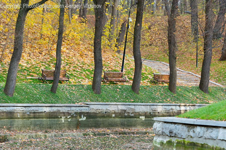 Tree, Plant, Tree Trunk, Ground, Furniture