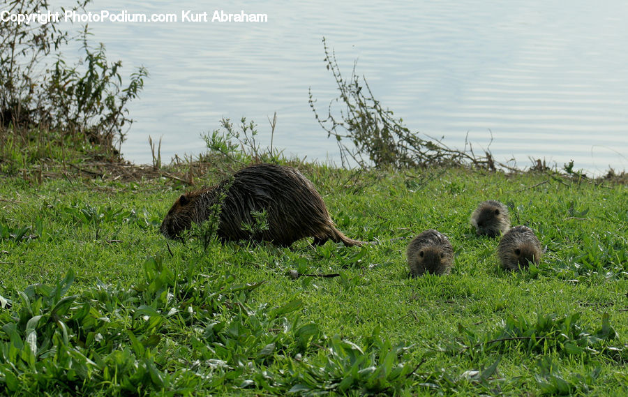Animal, Hedgehog, Mammal, Porcupine, Rodent, Field, Grass