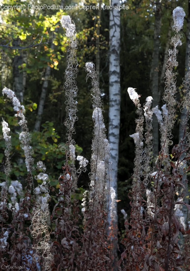 Plant, Tree, Nature, Outdoors, Ice