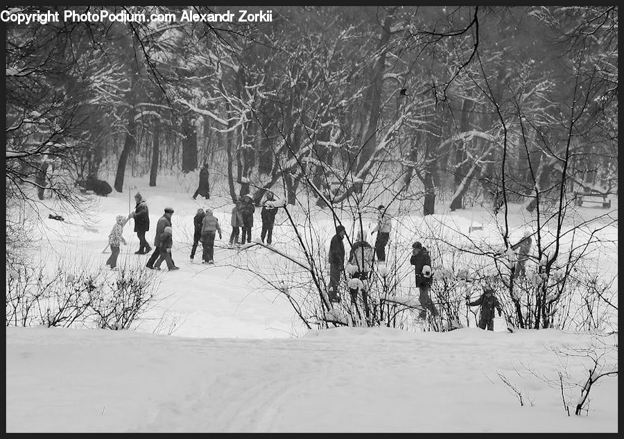 Piste, Skiing, Slide, Snow, Sport, Ice, Outdoors
