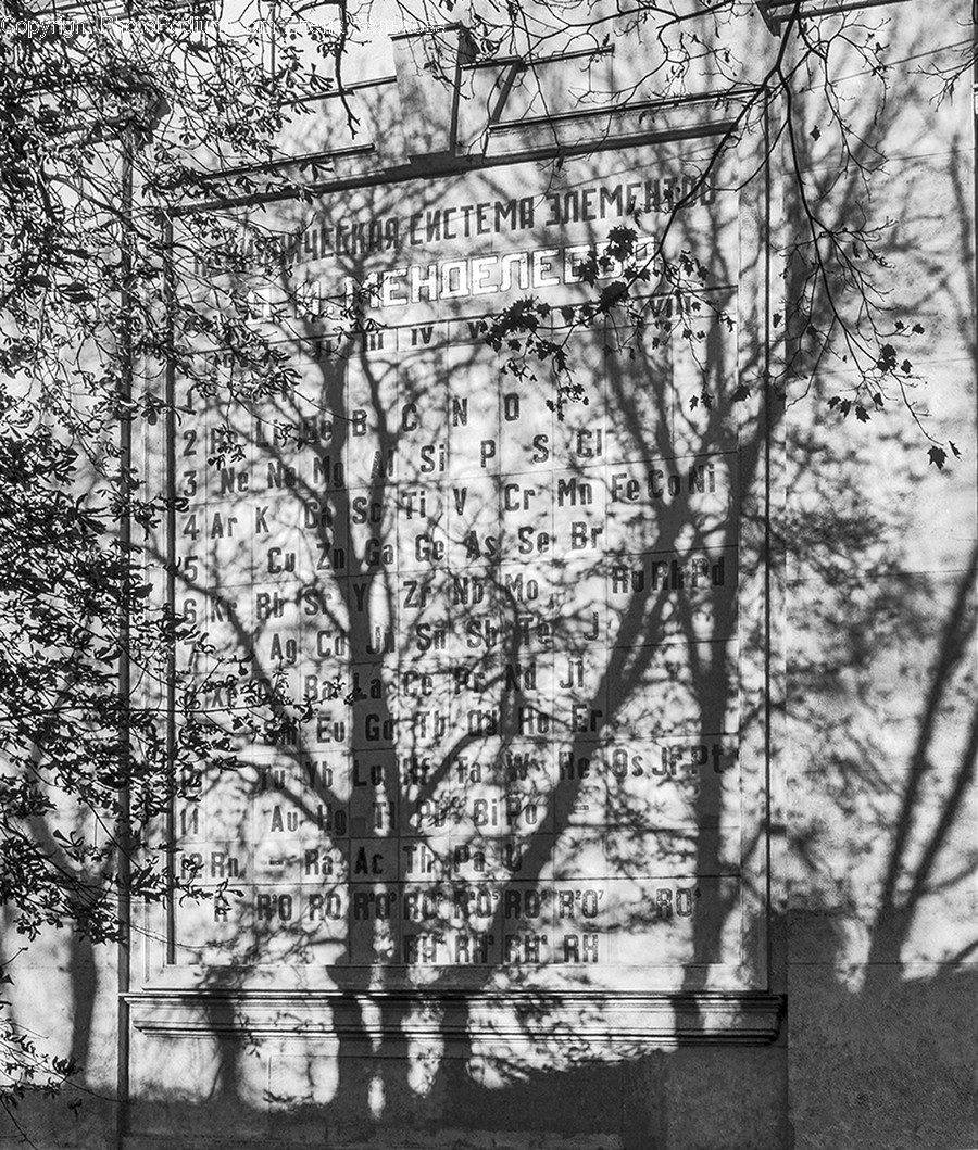 Furniture, Bench, Plant, Tree, Outdoors