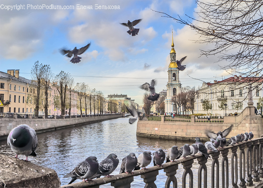 Animal, Bird, Railing, Pigeon, Architecture