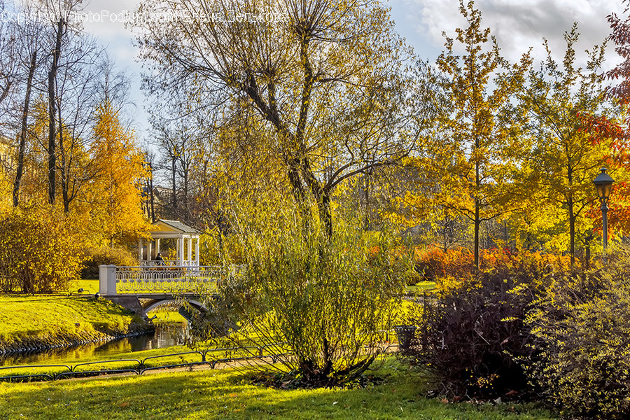 Grass, Plant, Tree, Outdoors, Nature