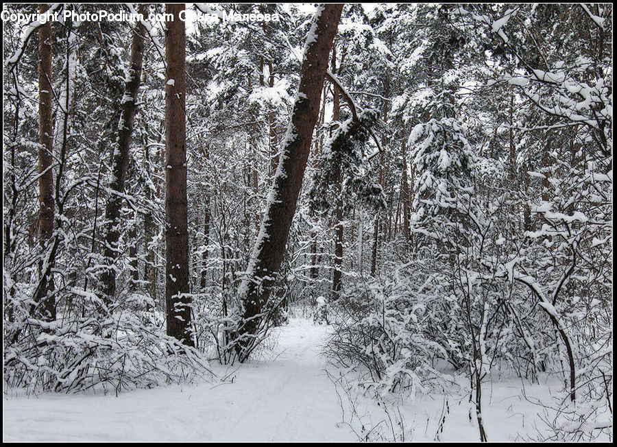 Forest, Vegetation, Plant, Tree, Grove, Land, Birch