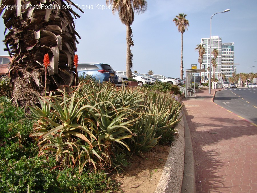 Plant, Car, Automobile, Transportation, Vehicle