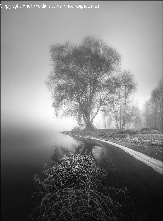 Nature, Fog, Weather, Outdoors, Plant