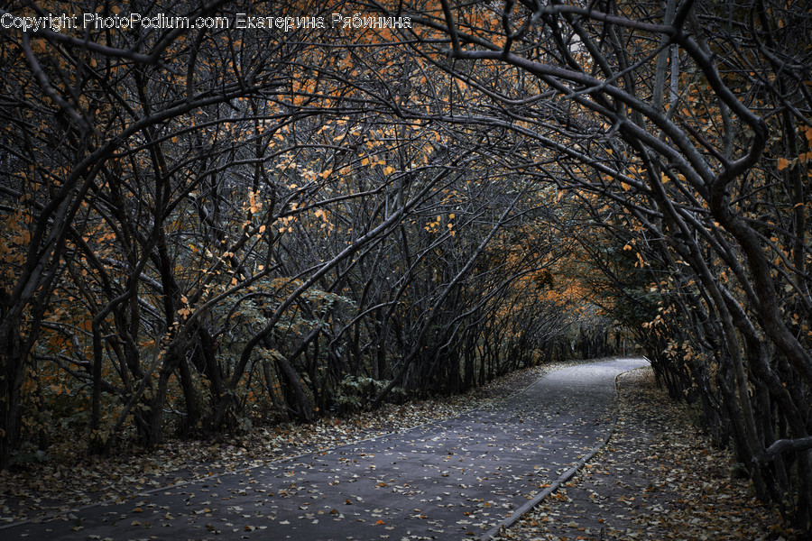 Nature, Plant, Tree, Outdoors, Tarmac