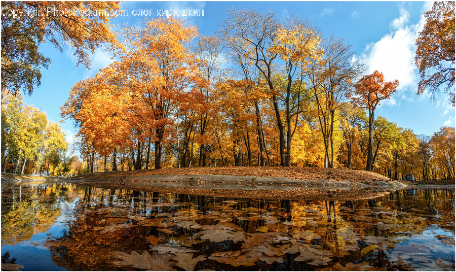 Water, Nature, Outdoors, Land, Tree