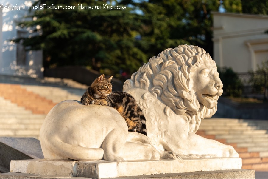Animal, Wildlife, Mammal, Lion, Cat