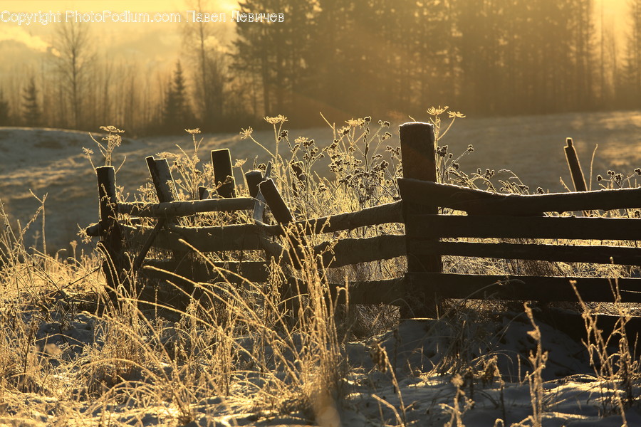 Plant, Nature, Grass, Outdoors, Light