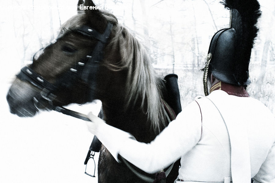 Animal, Horse, Mammal, Afro Hairstyle, Hair, Stallion, Back
