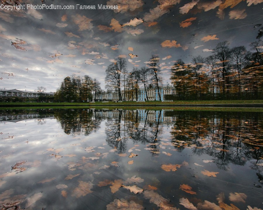 Nature, Land, Outdoors, Water, Plant